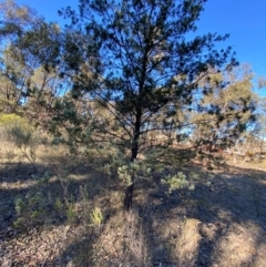 Callitris glaucophylla at Springdale, NSW - 23 Jun 2024 10:20 AM