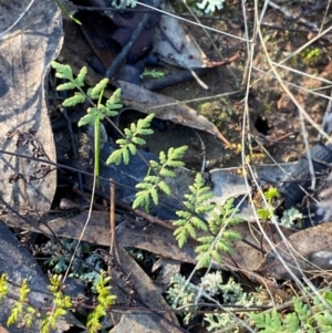 Cheilanthes sieberi subsp. sieberi at Springdale, NSW - 23 Jun 2024