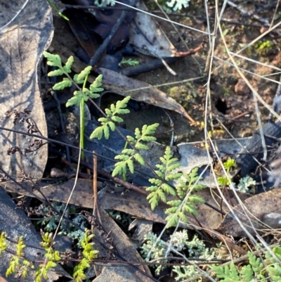 Cheilanthes sieberi subsp. sieberi (Mulga Rock Fern) at Springdale, NSW - 23 Jun 2024 by Tapirlord