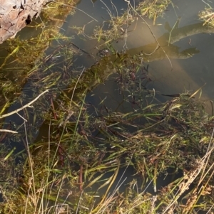 Vallisneria australis at Tidbinbilla Nature Reserve - 22 Jun 2024