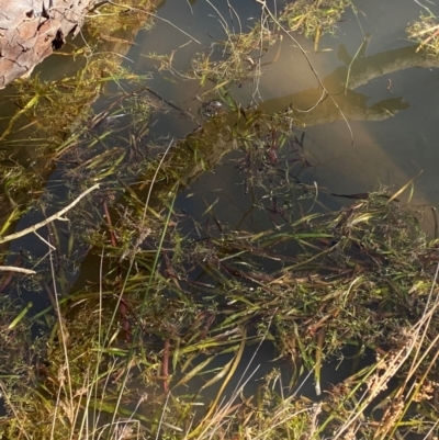 Vallisneria australis (Ribbonweed, Eelweed) at Tidbinbilla Nature Reserve - 22 Jun 2024 by Tapirlord