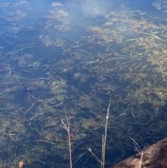 Vallisneria australis at Tidbinbilla Nature Reserve - 22 Jun 2024 12:26 PM