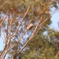Dacelo novaeguineae (Laughing Kookaburra) at Lions Youth Haven - Westwood Farm A.C.T. - 5 Jul 2024 by HelenCross