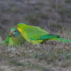 Polytelis swainsonii (Superb Parrot) at Forde, ACT - 5 Jul 2024 by Cmperman