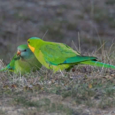 Polytelis swainsonii (Superb Parrot) at Forde, ACT - 5 Jul 2024 by Cmperman