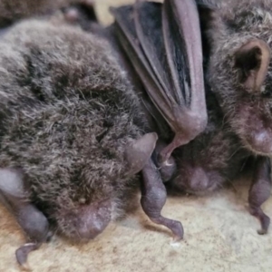 Myotis macropus at Town Common, QLD - 8 Dec 2023