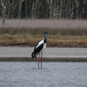 Ephippiorhynchus asiaticus at Lake Innes, NSW - suppressed