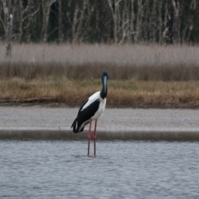 Ephippiorhynchus asiaticus (Black-necked Stork) at Lake Innes, NSW - 30 Jun 2024 by alexandria1994