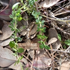 Galium aparine (Goosegrass, Cleavers) at QPRC LGA - 5 Jul 2024 by Paul4K