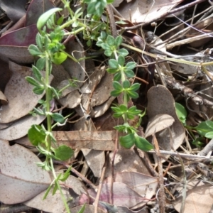 Galium aparine at QPRC LGA - 5 Jul 2024 09:31 AM