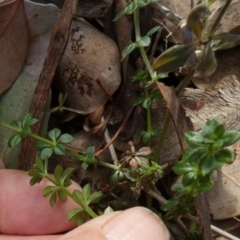 Galium aparine at QPRC LGA - 5 Jul 2024 09:31 AM