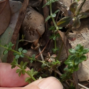 Galium aparine at QPRC LGA - 5 Jul 2024 09:31 AM