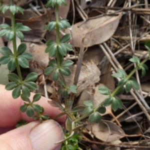 Galium aparine at QPRC LGA - 5 Jul 2024 09:31 AM