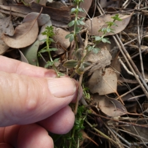 Galium aparine at QPRC LGA - 5 Jul 2024 09:31 AM