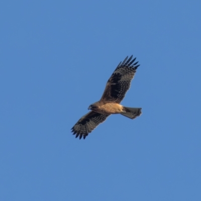 Hieraaetus morphnoides (Little Eagle) at Symonston, ACT - 4 Jul 2024 by rawshorty