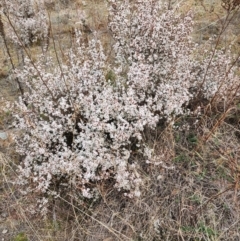 Styphelia attenuatus (Small-leaved Beard Heath) at Melrose - 4 Jul 2024 by HarleyB