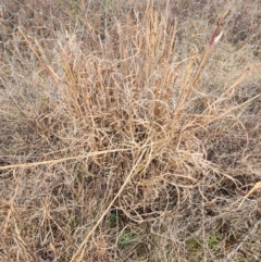 Andropogon virginicus (Whiskey Grass) at Oaks Estate, ACT - 4 Jul 2024 by HarleyB