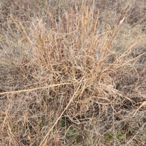 Andropogon virginicus at Oaks Estate, ACT - 4 Jul 2024