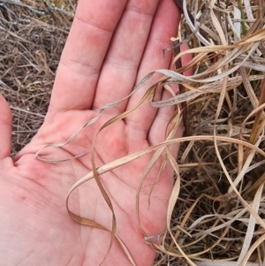 Andropogon virginicus at Oaks Estate, ACT - 4 Jul 2024