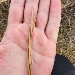 Andropogon virginicus at Oaks Estate, ACT - 4 Jul 2024