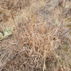 Andropogon virginicus at Oaks Estate, ACT - 4 Jul 2024