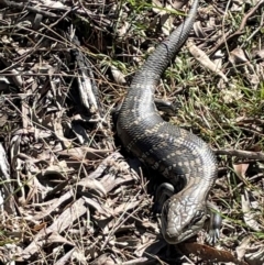 Tiliqua scincoides scincoides at Tathra, NSW - 5 Jul 2024 by Clarel