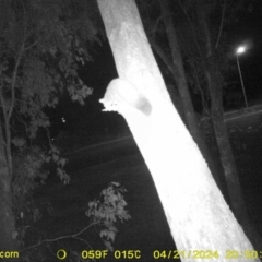 Petaurus norfolcensis (Squirrel Glider) at Thurgoona, NSW - 21 Apr 2024 by DMeco