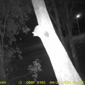 Petaurus norfolcensis (Squirrel Glider) at Thurgoona, NSW by DMeco