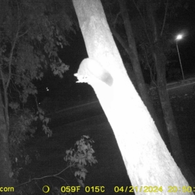 Petaurus norfolcensis (Squirrel Glider) at Albury - 21 Apr 2024 by DMeco