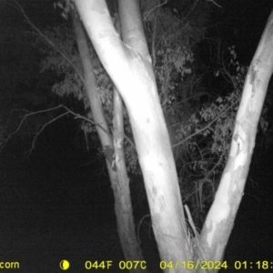 Petaurus norfolcensis at Monitoring Site 009 - Riparian - 16 Apr 2024 01:18 AM