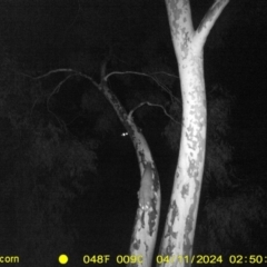 Petaurus norfolcensis (Squirrel Glider) at Monitoring Site 011 - Remnant - 10 Apr 2024 by DMeco