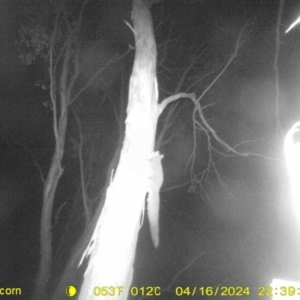 Petaurus norfolcensis at Undefined Area - 16 Apr 2024 10:39 PM