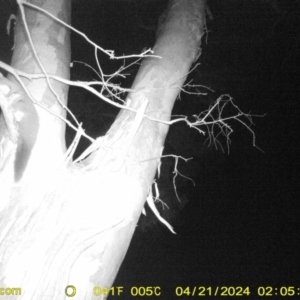 Petaurus norfolcensis at Undefined Area - 21 Apr 2024 02:05 AM