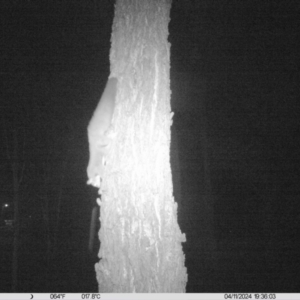 Petaurus norfolcensis at Monitoring Site 018 - Road - 11 Apr 2024 07:36 PM