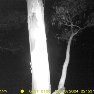 Petaurus norfolcensis at Undefined Area - 10 Apr 2024 10:53 PM
