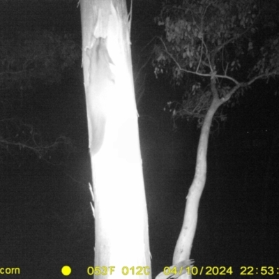 Petaurus norfolcensis (Squirrel Glider) at Thurgoona, NSW - 10 Apr 2024 by DMeco