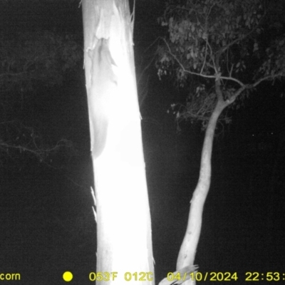 Petaurus norfolcensis (Squirrel Glider) at Albury - 10 Apr 2024 by DMeco