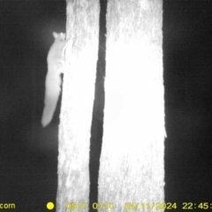 Petaurus norfolcensis (Squirrel Glider) at Albury - 11 Apr 2024 by DMeco