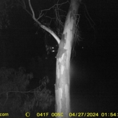 Petaurus norfolcensis (Squirrel Glider) at Albury - 26 Apr 2024 by DMeco