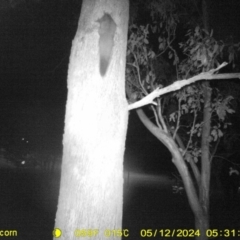 Petaurus norfolcensis (Squirrel Glider) at Thurgoona, NSW - 12 May 2024 by DMeco