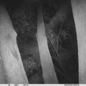 Petaurus norfolcensis at Monitoring Site 023 - Remnant - 19 Apr 2024 07:59 PM