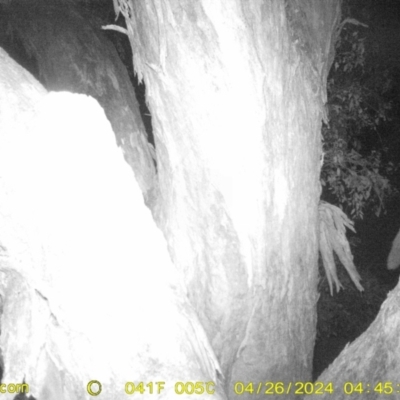 Petaurus norfolcensis (Squirrel Glider) at Industrial Estate Wetlands - 26 Apr 2024 by DMeco