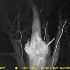 Petaurus norfolcensis (Squirrel Glider) at Thurgoona, NSW - 1 May 2024 by DMeco