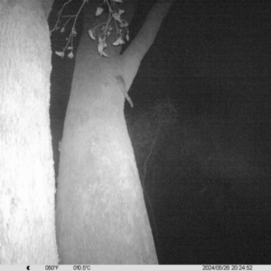 Petaurus norfolcensis at Monitoring Site 031 - Remnant - 26 May 2024 08:24 PM