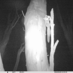 Petaurus norfolcensis (Squirrel Glider) at Albury - 25 Apr 2024 by DMeco