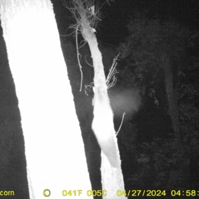 Petaurus norfolcensis (Squirrel Glider) at National Environment Centre (Riverina Institute of Tafe) - 27 Apr 2024 by DMeco