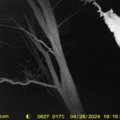 Petaurus norfolcensis (Squirrel Glider) at National Environment Centre (Riverina Institute of Tafe) - 28 Apr 2024 by DMeco