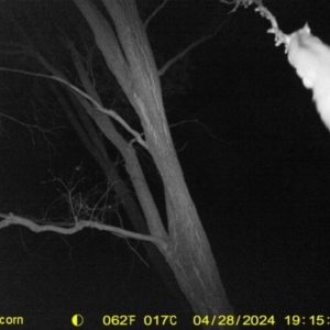 Petaurus norfolcensis at Undefined Area - 28 Apr 2024 07:15 PM