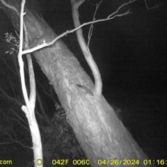 Petaurus norfolcensis (Squirrel Glider) at Monitoring Site 038 - Road - 25 Apr 2024 by DMeco