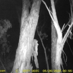 Petaurus norfolcensis (Squirrel Glider) at Albury - 25 May 2024 by DMeco